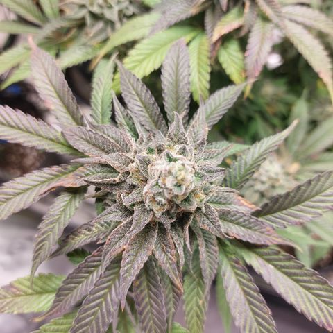Orange Bud 2.0 growlog timeline photo