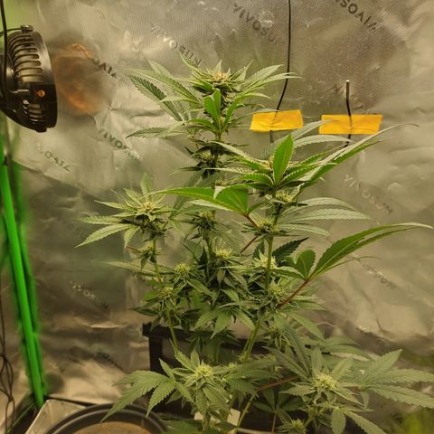 Wedding cake growlog timeline photo