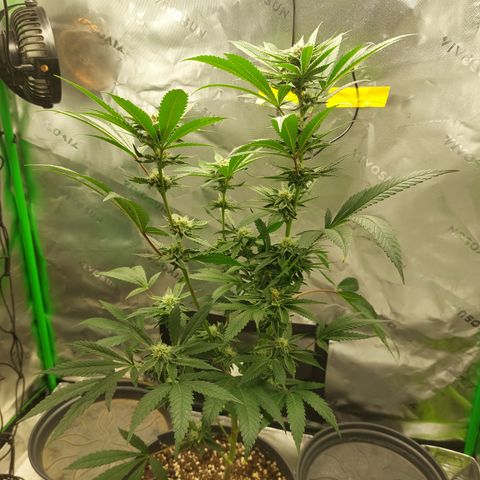 Wedding cake growlog timeline photo