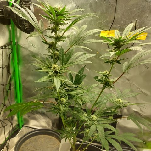 Wedding cake growlog timeline photo
