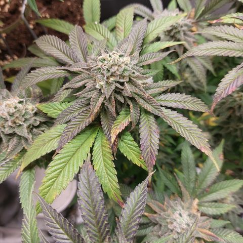 Orange Bud 2.0 growlog timeline photo