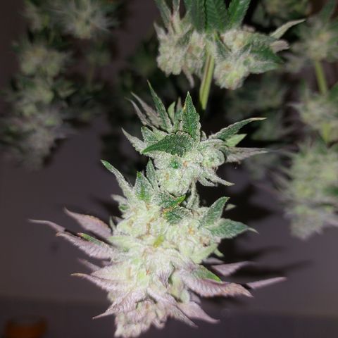 Orange Bud 2.0 growlog timeline photo