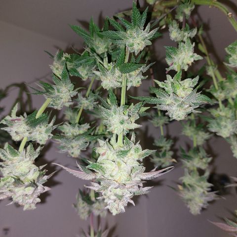 Orange Bud 2.0 growlog timeline photo