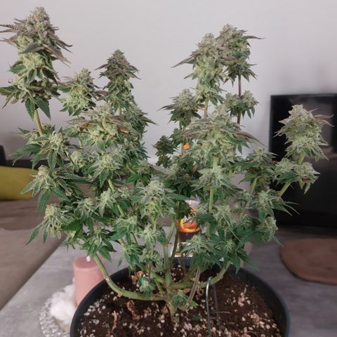Orange Bud 2.0 growlog timeline photo