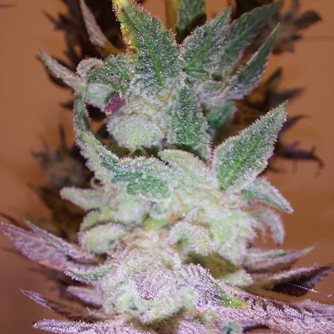 Orange Bud 2.0 growlog timeline photo