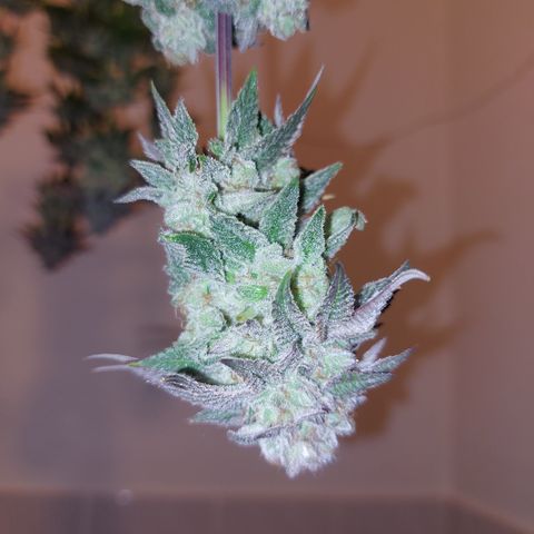 Orange Bud 2.0 growlog timeline photo