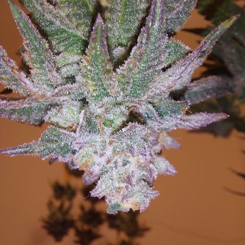 Orange Bud 2.0 growlog timeline photo