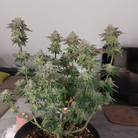 Orange Bud 2.0 growlog timeline photo