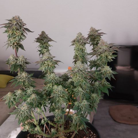 Orange Bud 2.0 growlog timeline photo
