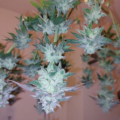 Orange Bud 2.0 growlog timeline photo