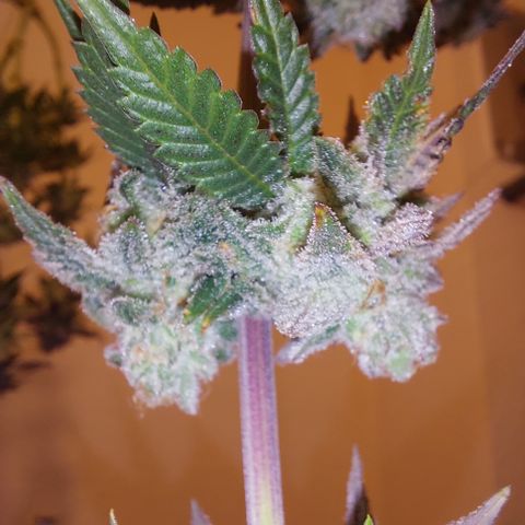 Orange Bud 2.0 growlog timeline photo
