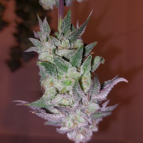 Orange Bud 2.0 growlog timeline photo