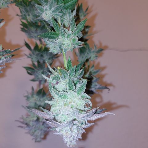 Orange Bud 2.0 growlog timeline photo