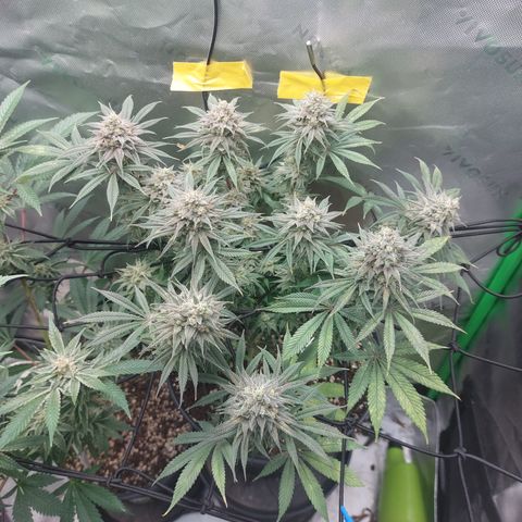 Skywalker Haze growlog timeline photo