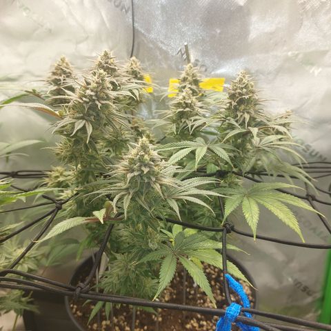 Skywalker Haze growlog timeline photo