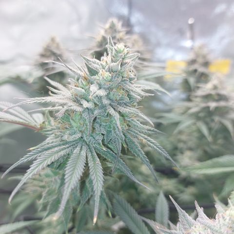 Skywalker Haze growlog timeline photo