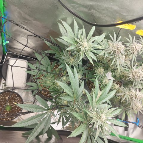 Wedding cake growlog timeline photo