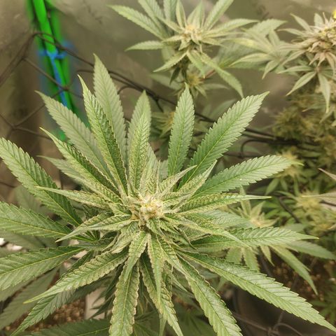 Wedding cake growlog timeline photo