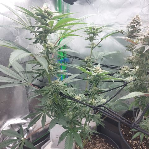Wedding cake growlog timeline photo