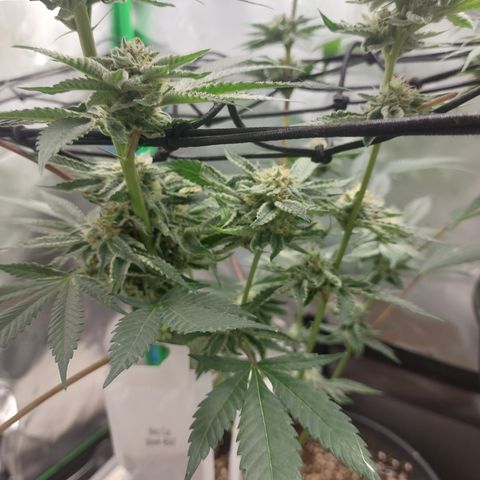 Wedding cake growlog timeline photo