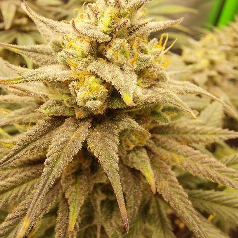 Skywalker Haze growlog timeline photo
