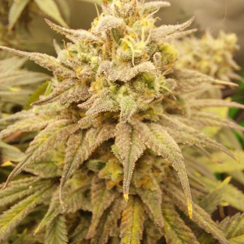 Skywalker Haze growlog timeline photo