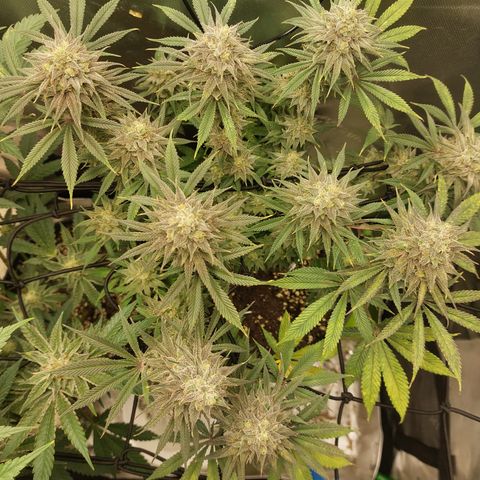 Skywalker Haze growlog timeline photo