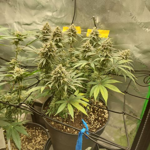 Skywalker Haze growlog timeline photo
