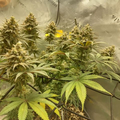 Skywalker Haze growlog timeline photo