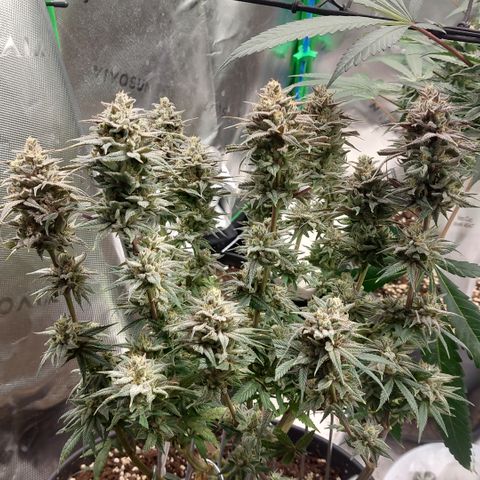 Skywalker Haze growlog timeline photo