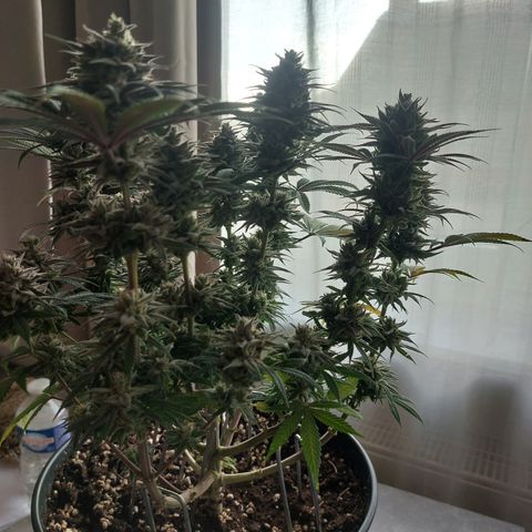 Skywalker Haze growlog timeline photo