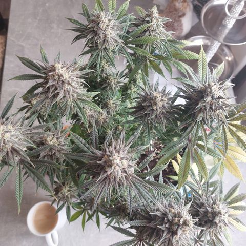 Skywalker Haze growlog timeline photo