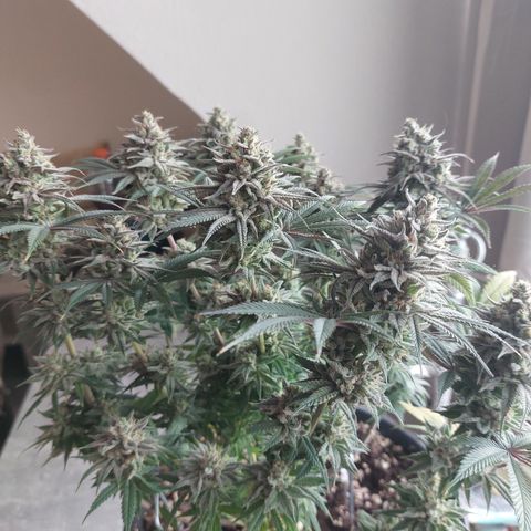 Skywalker Haze growlog timeline photo