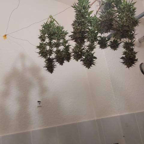 Skywalker Haze growlog timeline photo