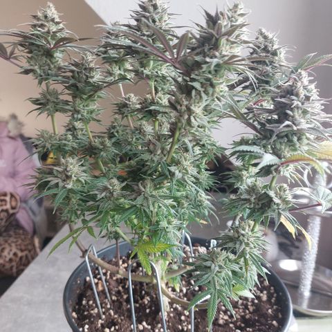 Skywalker Haze growlog timeline photo