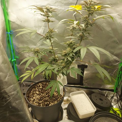 Wedding cake growlog timeline photo