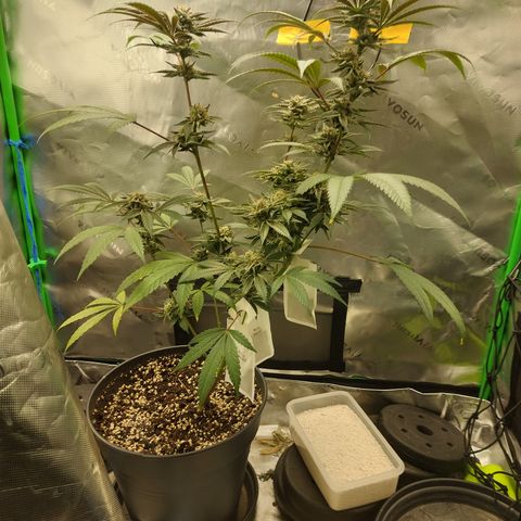 Wedding cake growlog timeline photo
