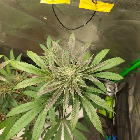 Wedding cake growlog timeline photo