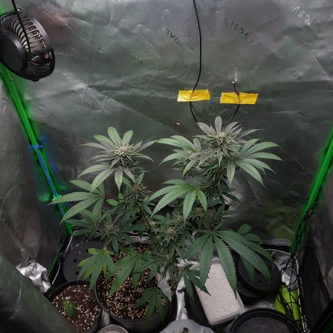 Wedding cake growlog timeline photo