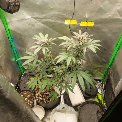 Wedding cake growlog timeline photo