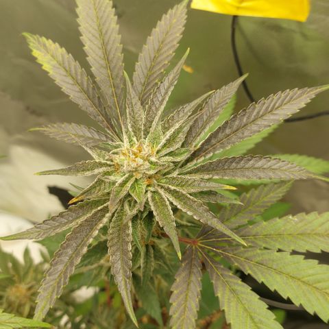 Wedding cake growlog timeline photo