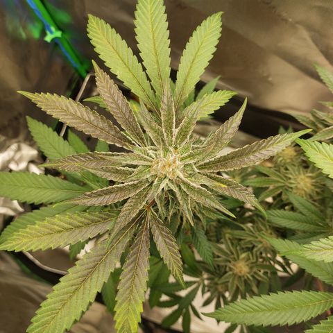 Wedding cake growlog timeline photo