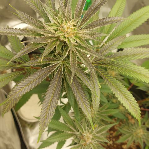 Wedding cake growlog timeline photo