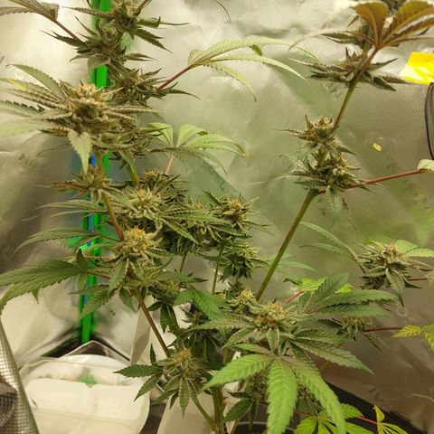 Wedding cake growlog timeline photo