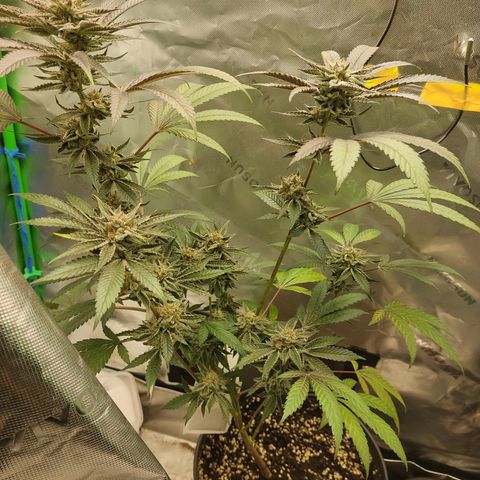 Wedding cake growlog timeline photo