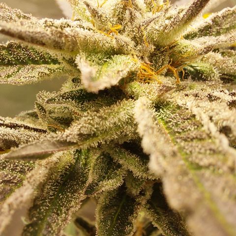 Wedding cake growlog timeline photo