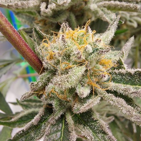 Wedding cake growlog timeline photo