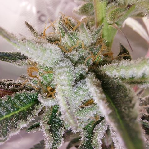 Wedding cake growlog timeline photo