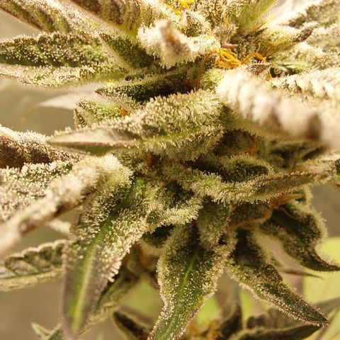 Wedding cake growlog timeline photo