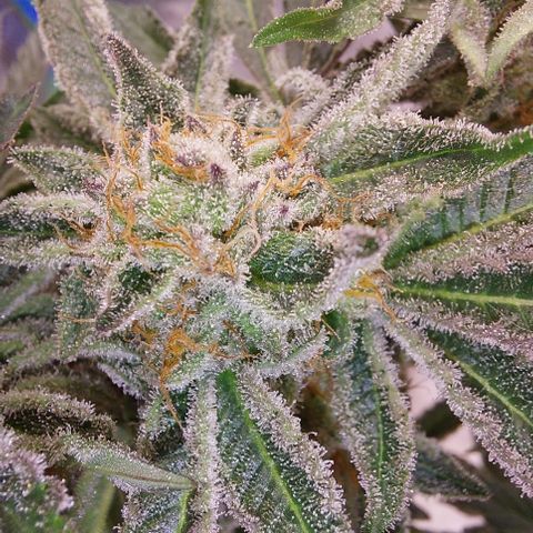Wedding cake growlog timeline photo